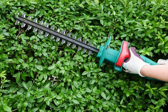 Person schneidet Hecke mit Heckenschere